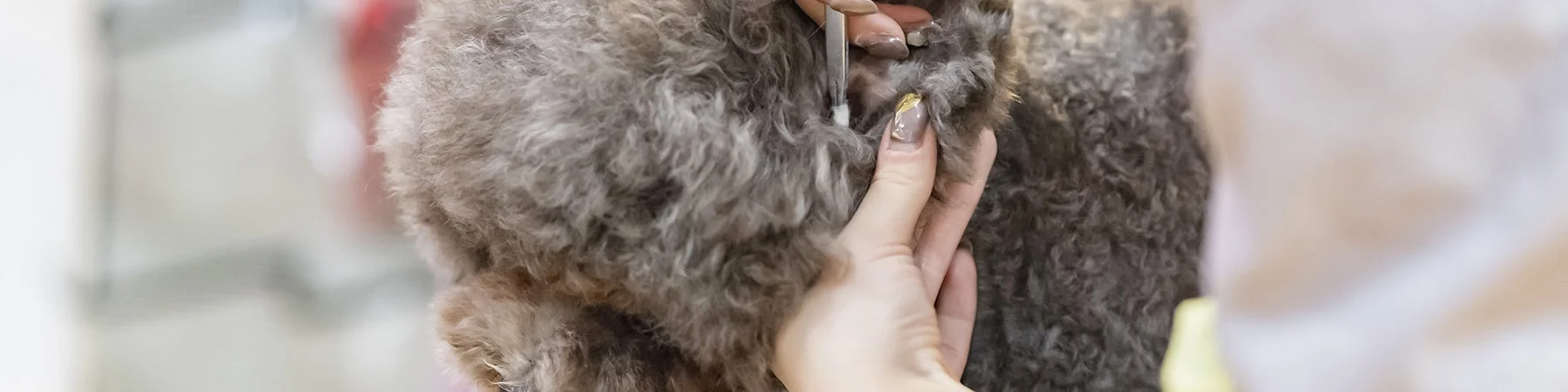 【日本生活環境支援協会】人気資格ランキングを発表!暮らしを豊かにする「ハウスクリーニングアドバイザー®」の魅力とは?