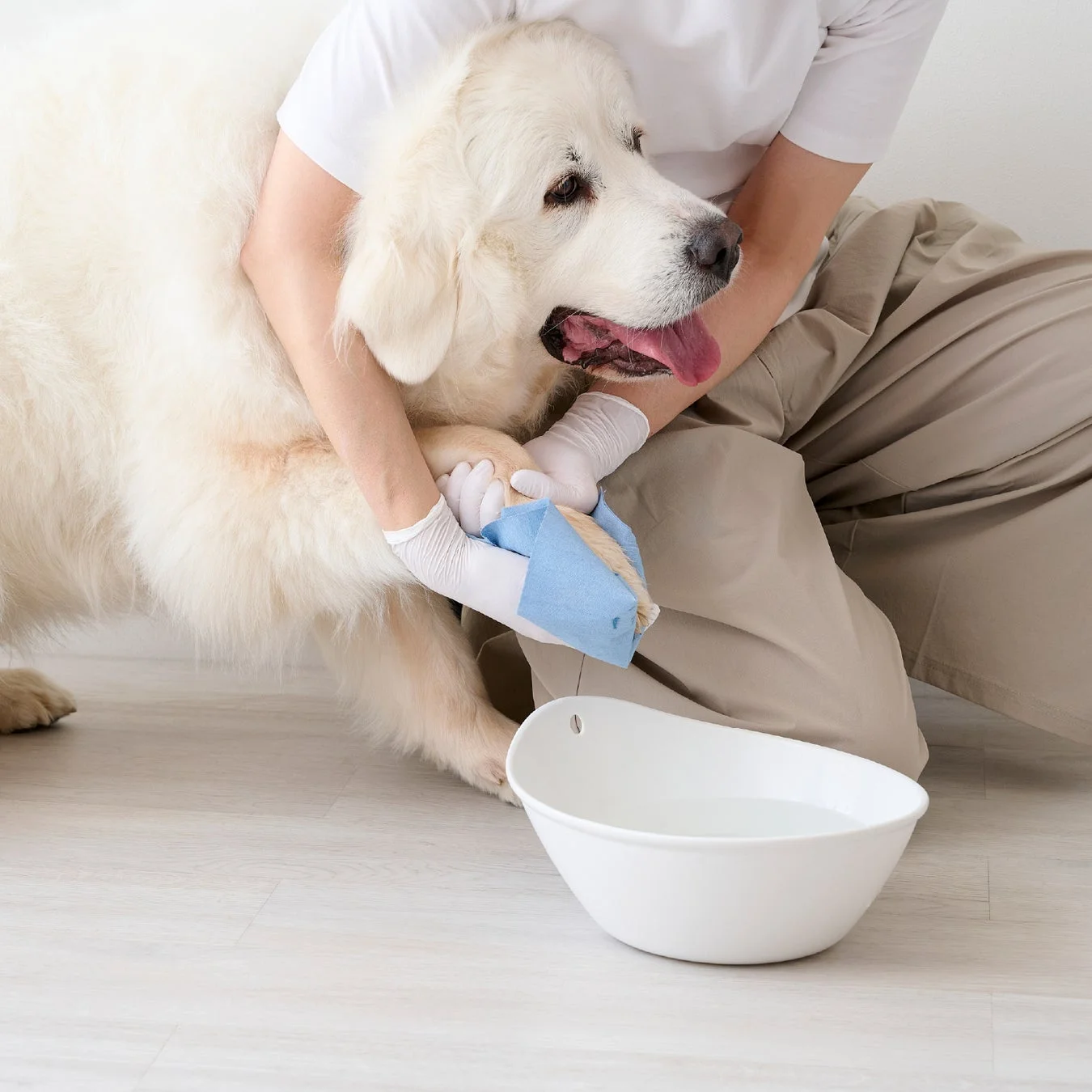 白い大型犬の足を、手袋をはめた人物が青い布で丁寧に拭いている様子